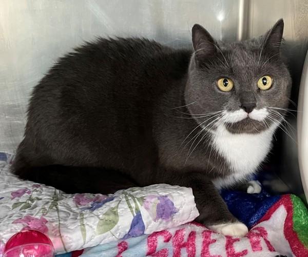 Lucy, Adoptable, Adult Female Domestic Short Hair.