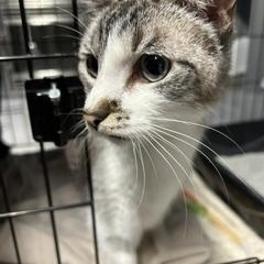 Enlarge Butters, an adopted Tabby in Phoenix, AZ image 2/6