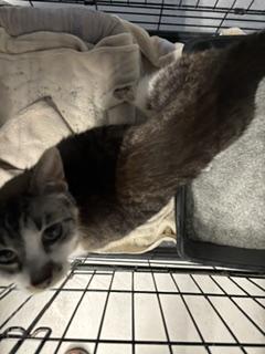 Enlarge Butters, an adopted Tabby in Phoenix, AZ image 6/6