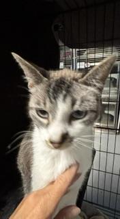 Enlarge Butters, an adopted Tabby in Phoenix, AZ image 5/6