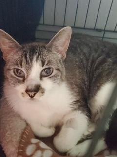 Butters, adopted, Senior Male Tabby.