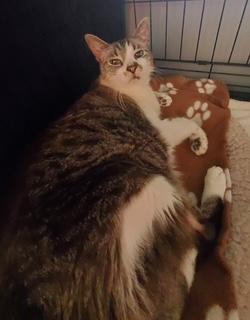 Enlarge Butters, an adopted Tabby in Phoenix, AZ image 3/6