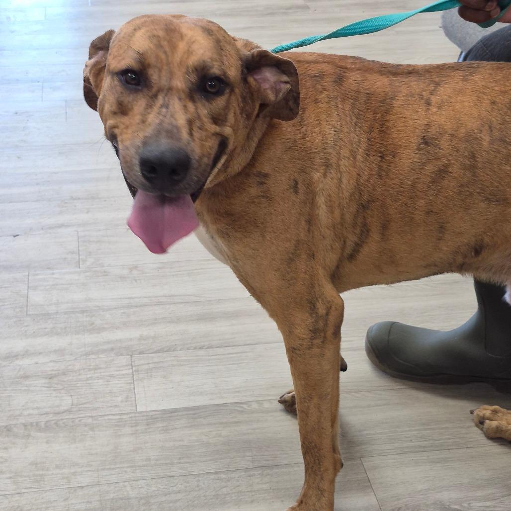 Cash, Adoptable, Adult Male Black Mouth Cur & Cane Corso.