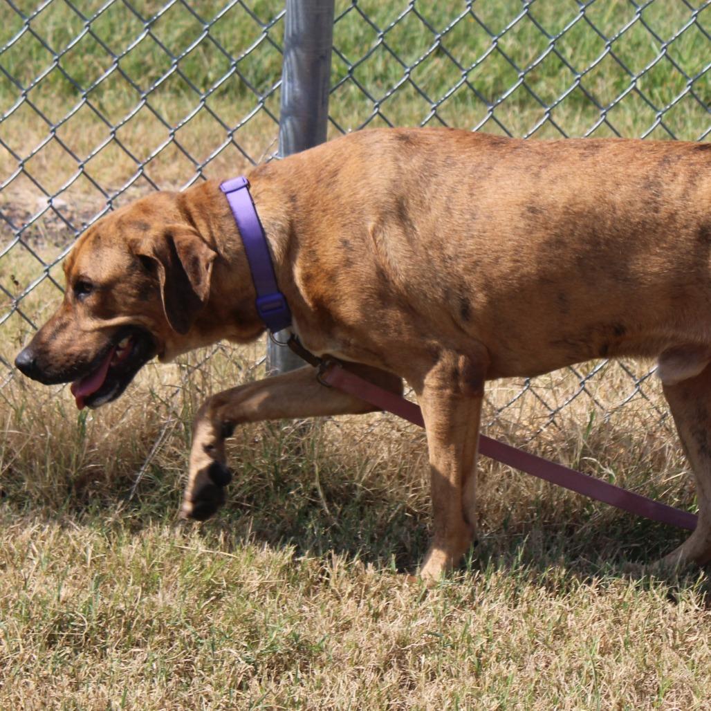 Enlarge Cash, a Adoptable mixed breed in Cleveland, MS image 2/3