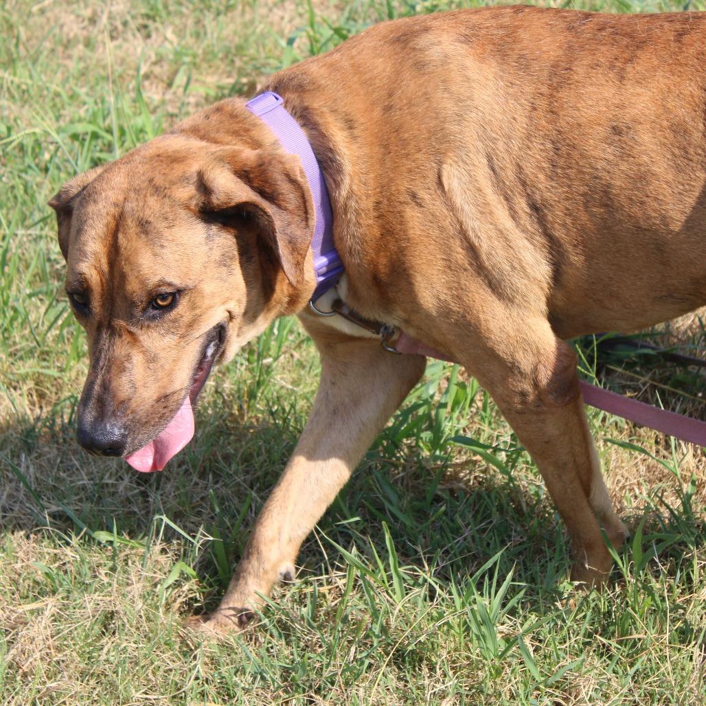 Enlarge Cash, a Adoptable mixed breed in Cleveland, MS image 3/3
