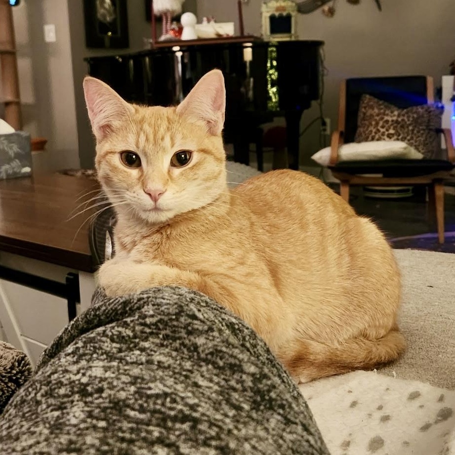 Enlarge Flight of Fear, an adopted Domestic Short Hair in Richmond, VA image 1/1