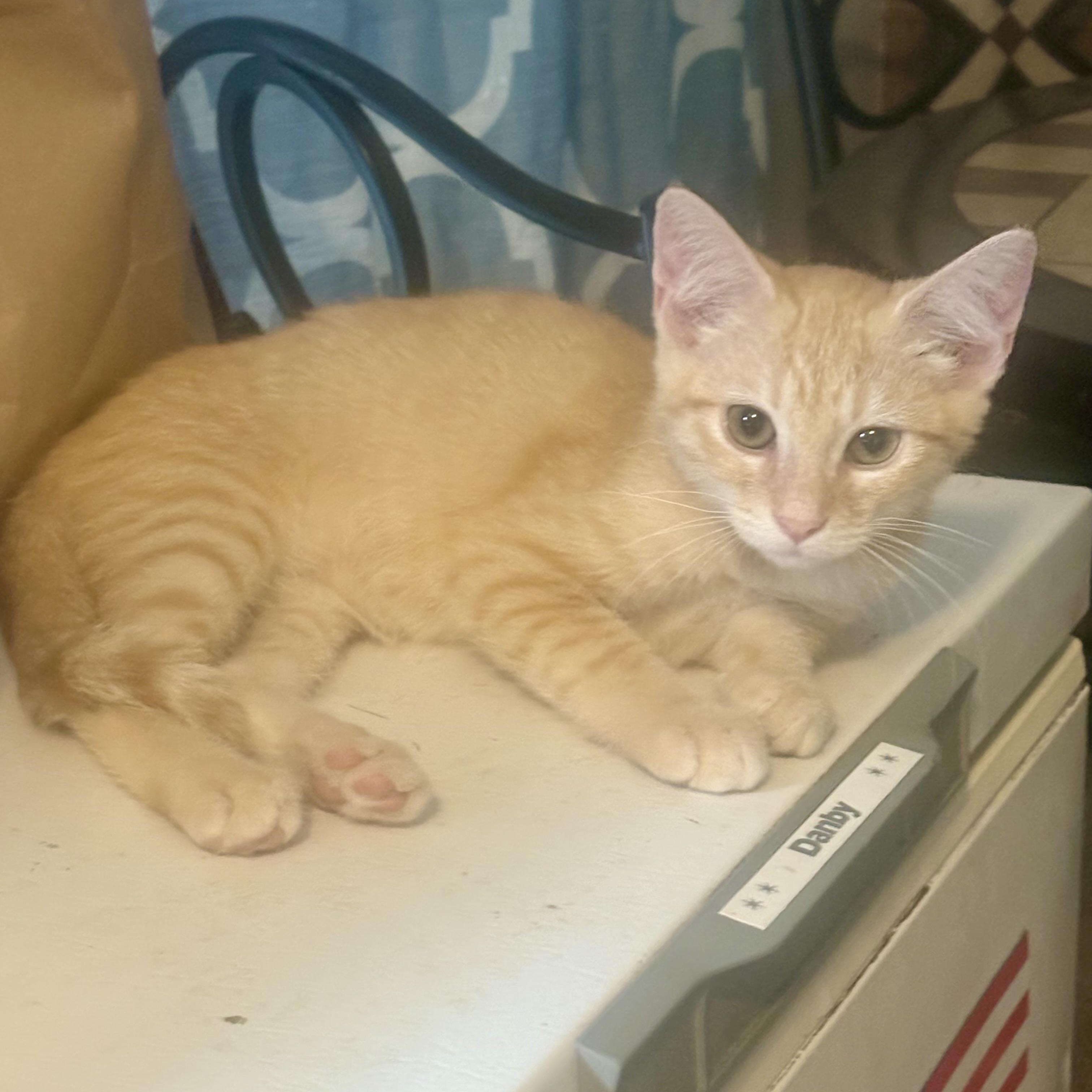 Enlarge Flight of Fear, a Adoptable Domestic Short Hair in Richmond, VA image 1/1