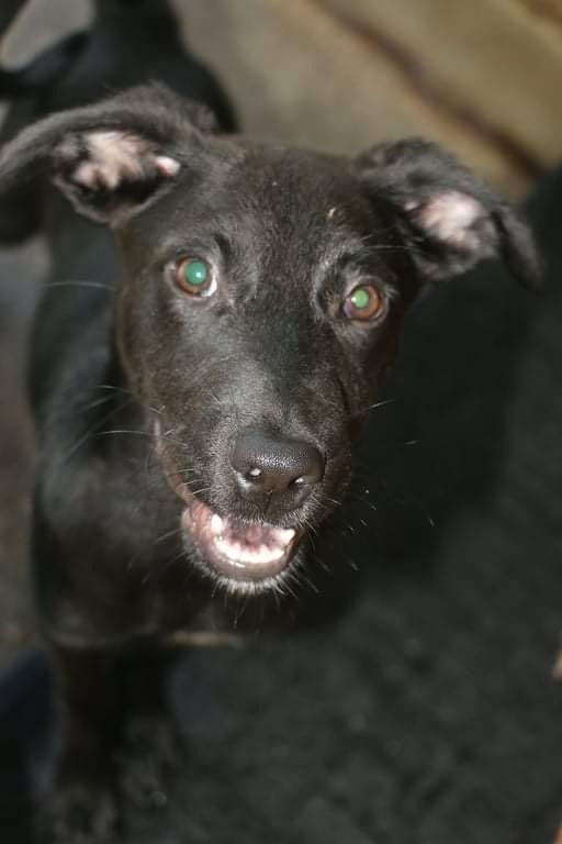 Enlarge MARY-KATE OLSEN, a Adoptable mixed breed in New York, NY image 9/12