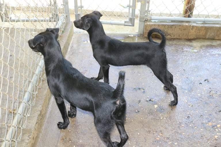 Enlarge MARY-KATE OLSEN, a Adoptable mixed breed in New York, NY image 10/12