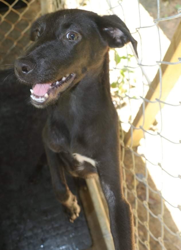 Enlarge MARY-KATE OLSEN, a Adoptable mixed breed in New York, NY image 8/12