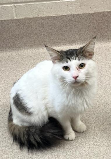 Earl, Adoptable, Young Male Domestic Short Hair.