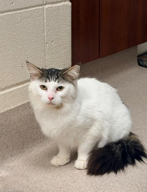 Enlarge Earl, a Adoptable mixed breed in Madison, GA image 2/2