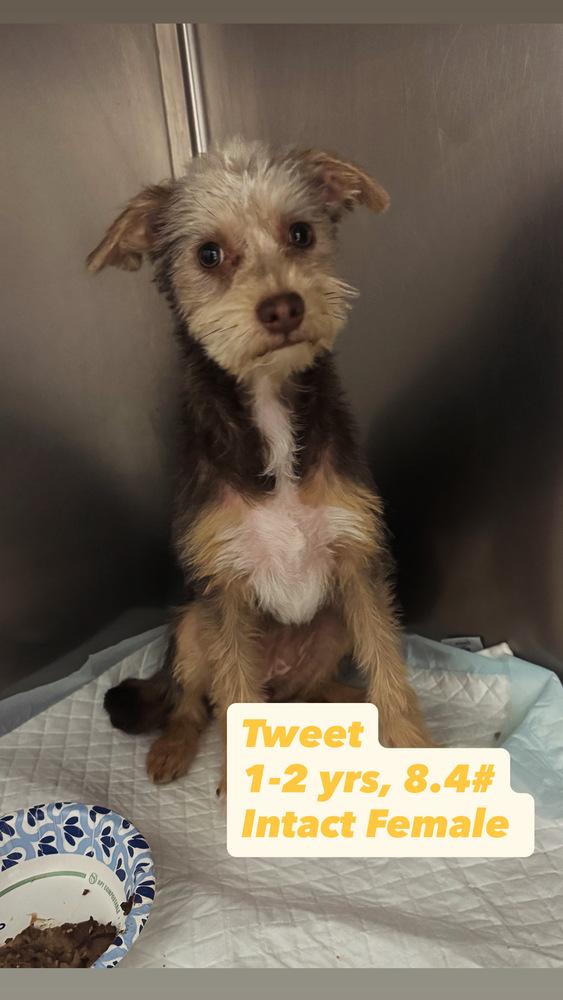 Enlarge Tweet, a Adoptable mixed breed in San Diego, CA image 1/2