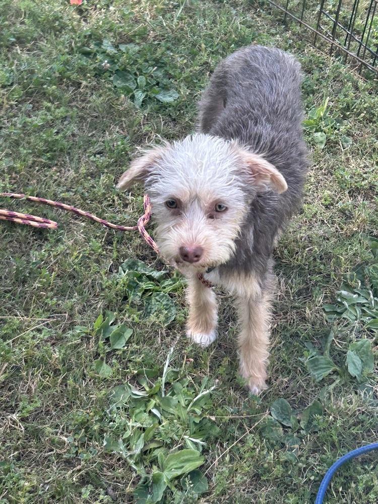 Enlarge Tweet, a Adoptable mixed breed in San Diego, CA image 2/2