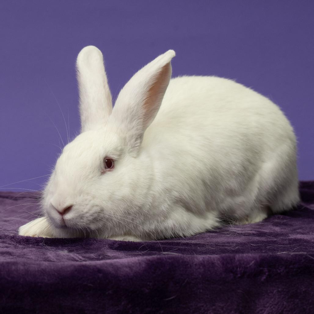 Enlarge Magpie, a Adoptable Bunny Rabbit in Richmond, CA image 1/6