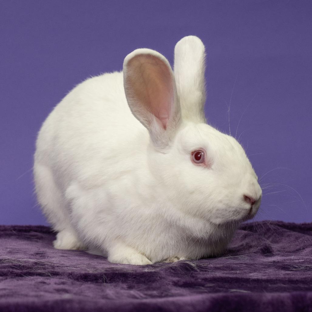 Enlarge Magpie, a Adoptable Bunny Rabbit in Richmond, CA image 2/6