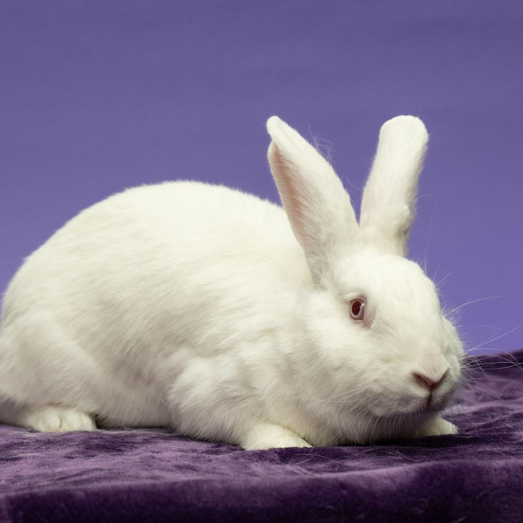 Enlarge Magpie, a Adoptable Bunny Rabbit in Richmond, CA image 3/6