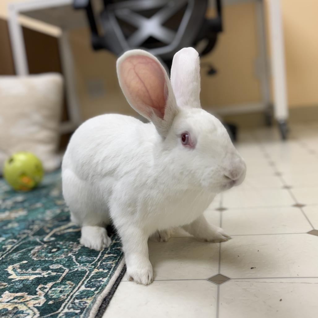 Enlarge Magpie, a Adoptable Bunny Rabbit in Richmond, CA image 4/6
