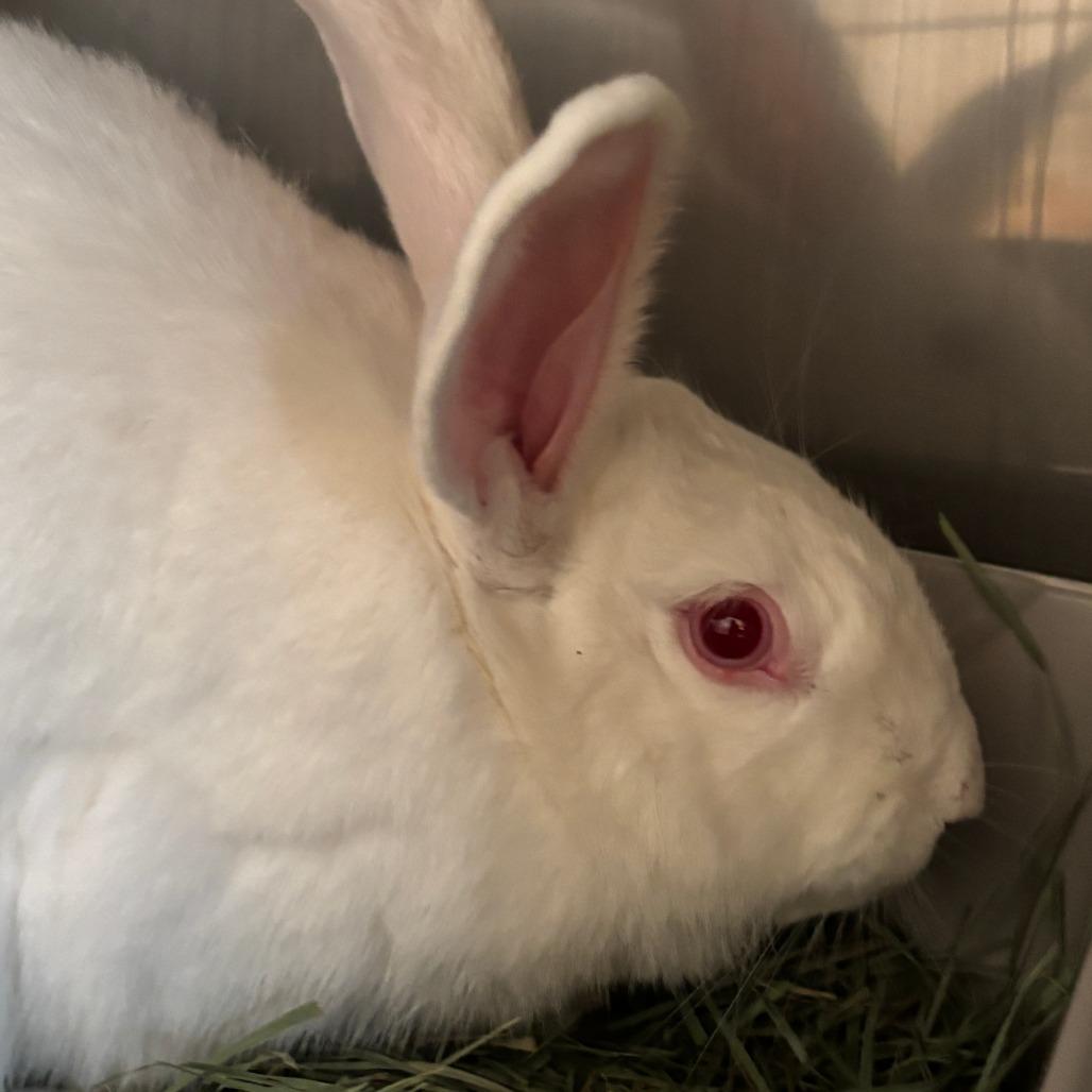 Enlarge Magpie, a Adoptable Bunny Rabbit in Richmond, CA image 5/6