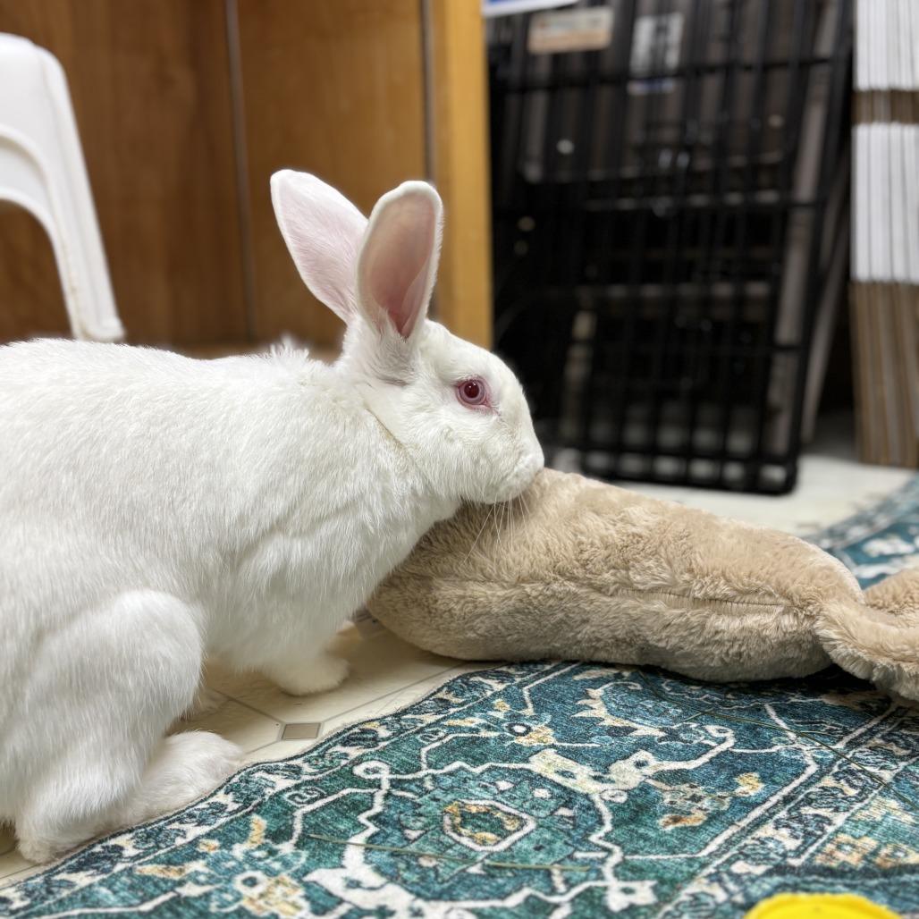 Enlarge Magpie, a Adoptable Bunny Rabbit in Richmond, CA image 6/6