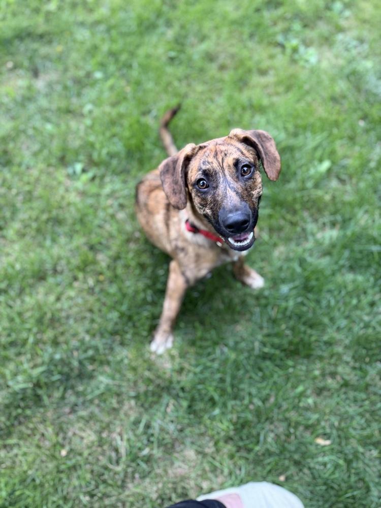 Canoe, Adoptable, Young Male Plott Hound.