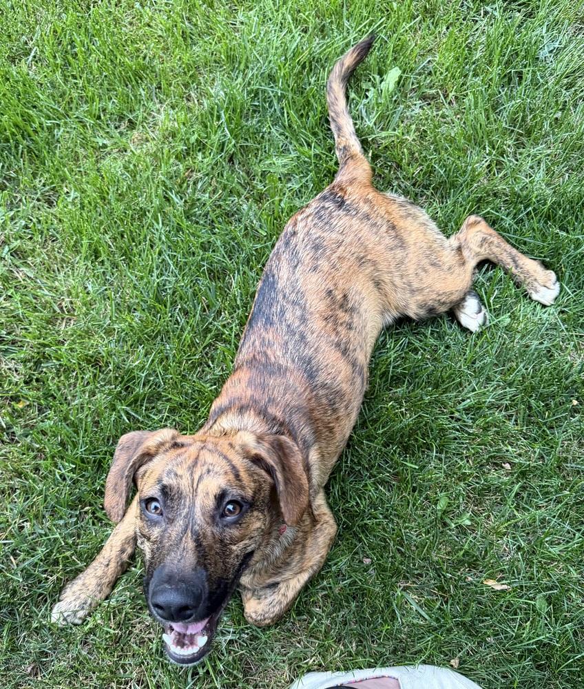 Canoe, a Adoptable Plott Hound in New Albany, OH image 2/2