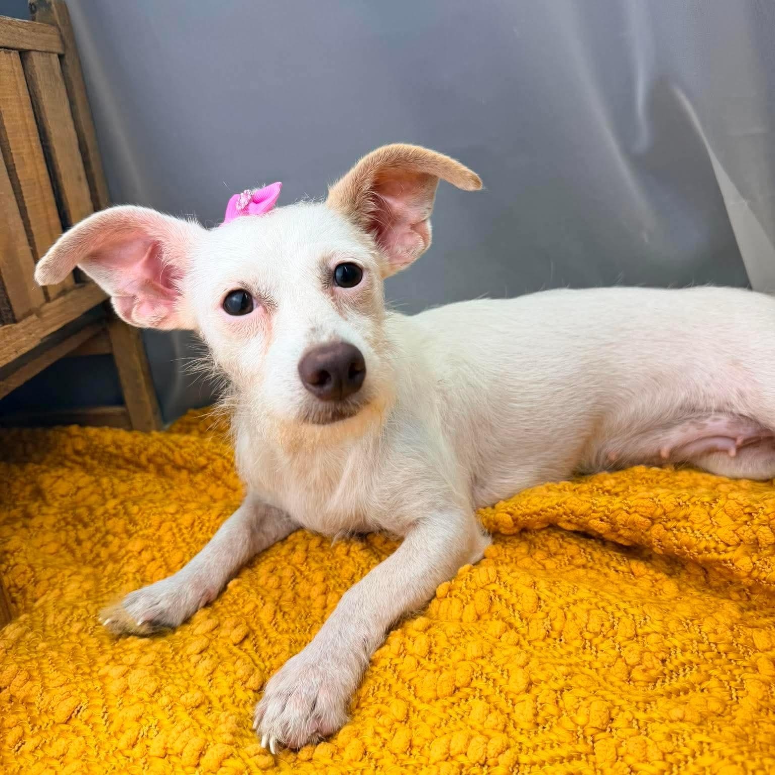 Enlarge Era, a Adoptable Terrier in Southfield , MI image 6/6