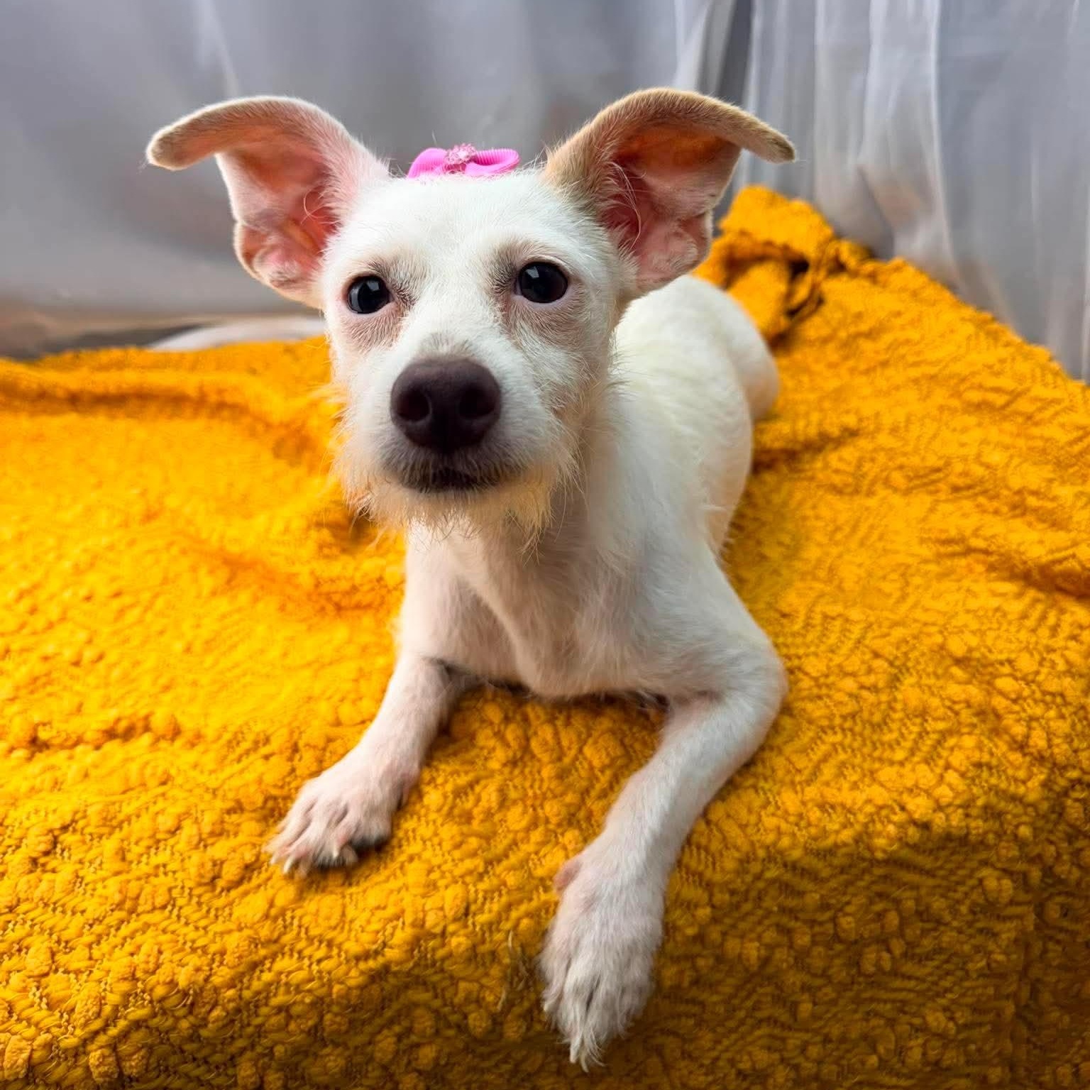 Enlarge Era, a Adoptable Terrier in Southfield , MI image 5/6