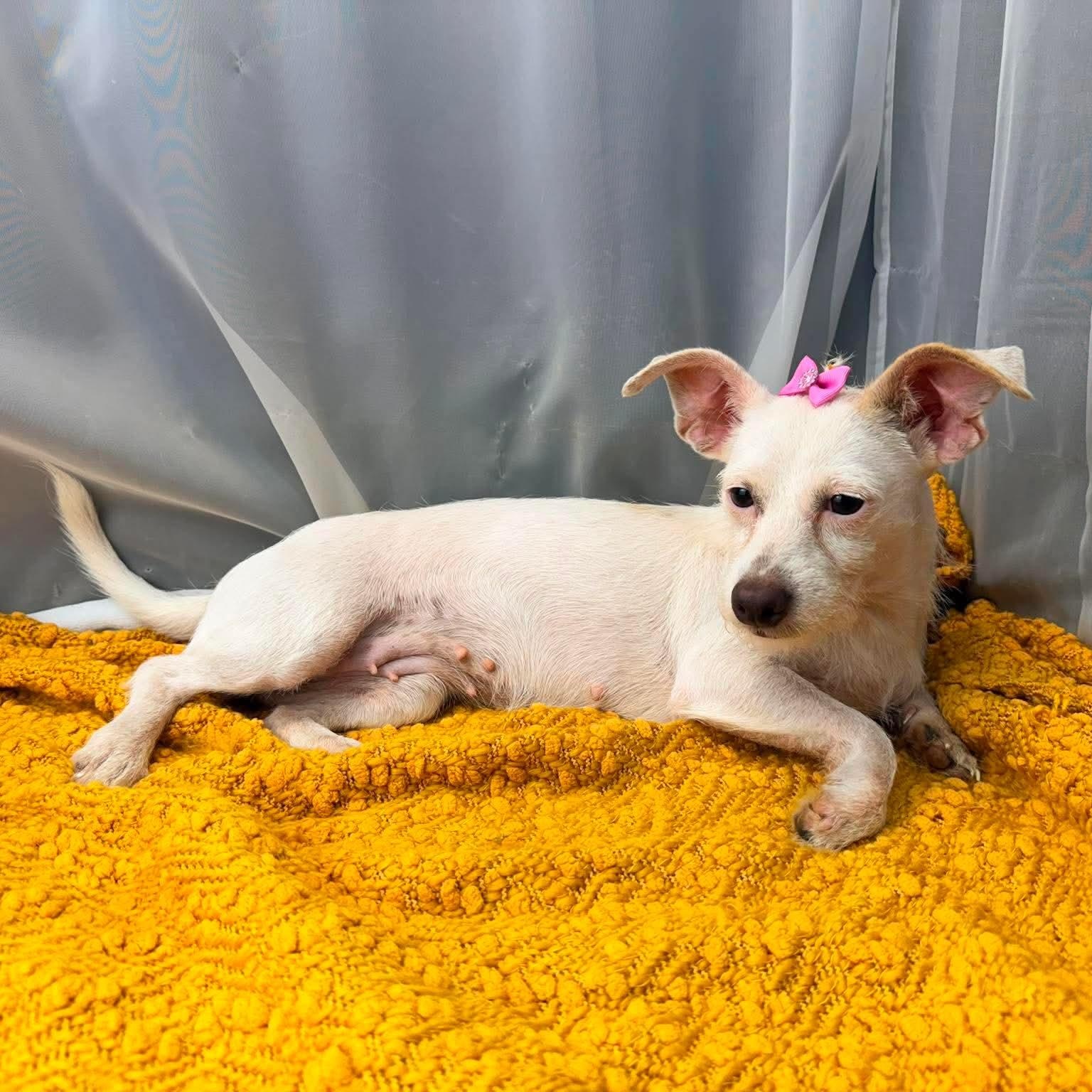 Enlarge Era, a Adoptable Terrier in Southfield , MI image 4/6