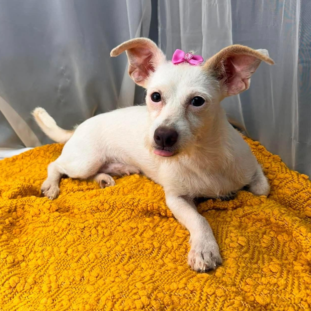 Enlarge Era, a Adoptable Terrier in Southfield , MI image 3/6