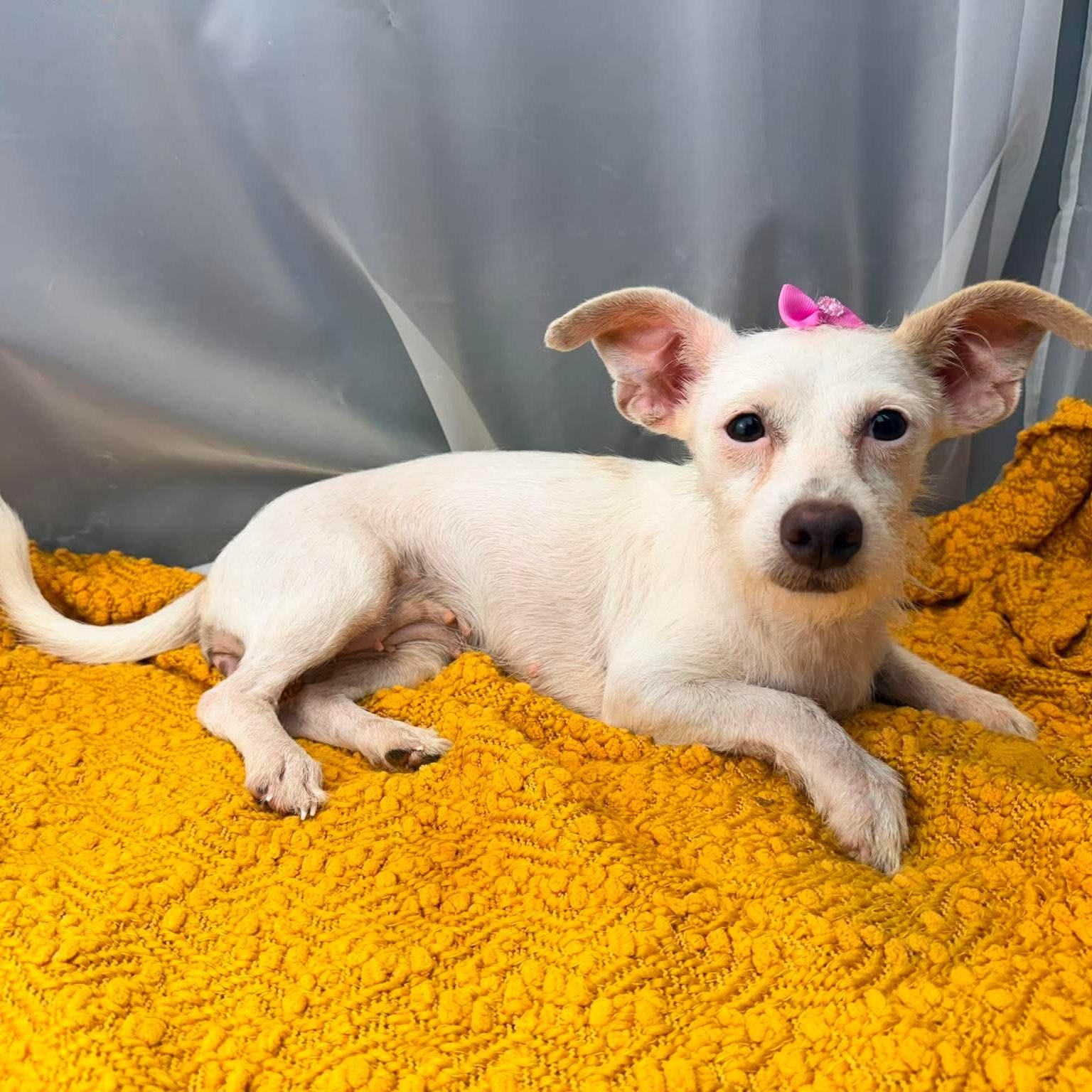 Era, Adoptable, Young Female Terrier.