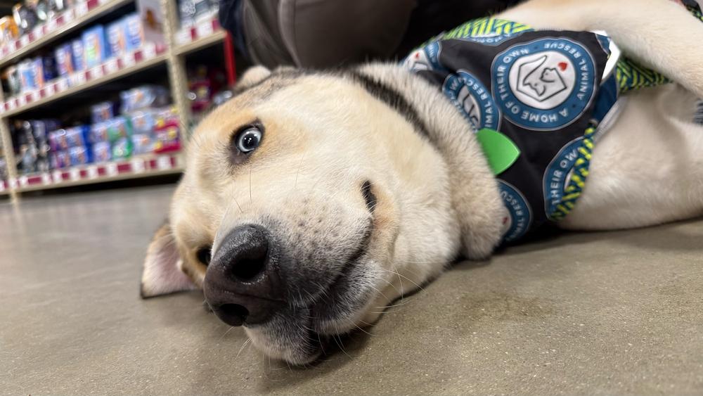 Onion Ring, a Adoptable mixed breed in Silver Spring, MD image 2/6