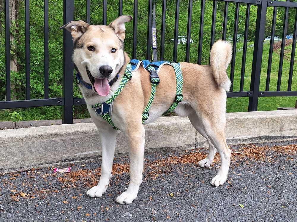 Enlarge Onion Ring, a Adoptable mixed breed in Silver Spring, MD image 1/6