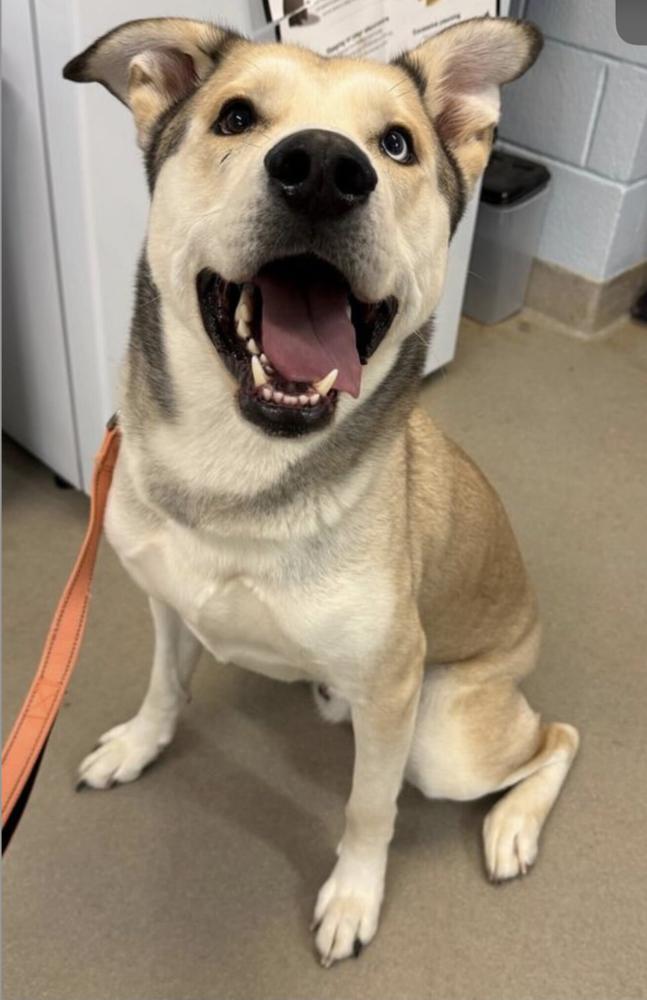 Enlarge Onion Ring, a Adoptable mixed breed in Silver Spring, MD image 2/6