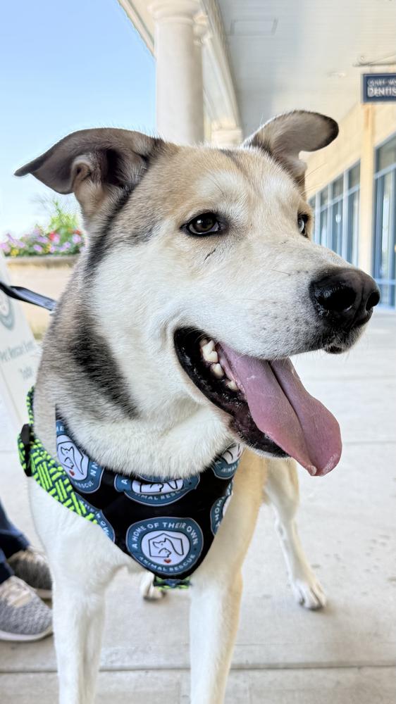 Enlarge Onion Ring, a Adoptable mixed breed in Silver Spring, MD image 5/6
