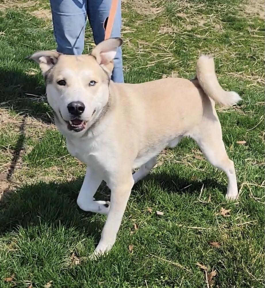 Enlarge Onion Ring, a Adoptable mixed breed in Silver Spring, MD image 3/6