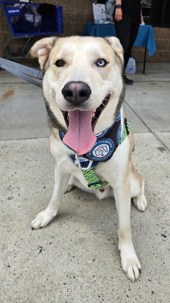 Enlarge Onion Ring, a Adoptable mixed breed in Silver Spring, MD image 6/6