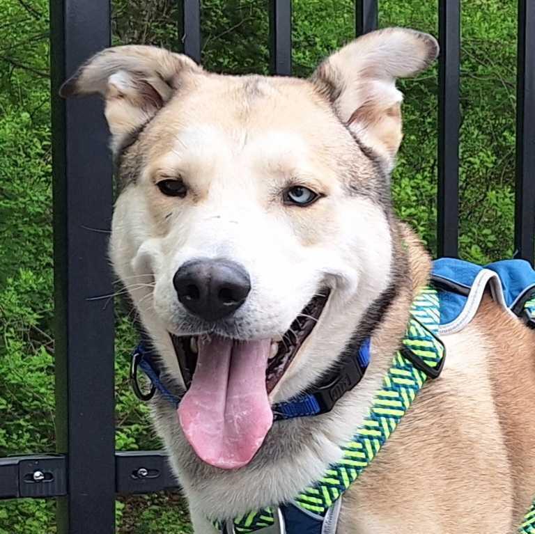Enlarge Onion Ring, a Adoptable mixed breed in Silver Spring, MD image 4/6
