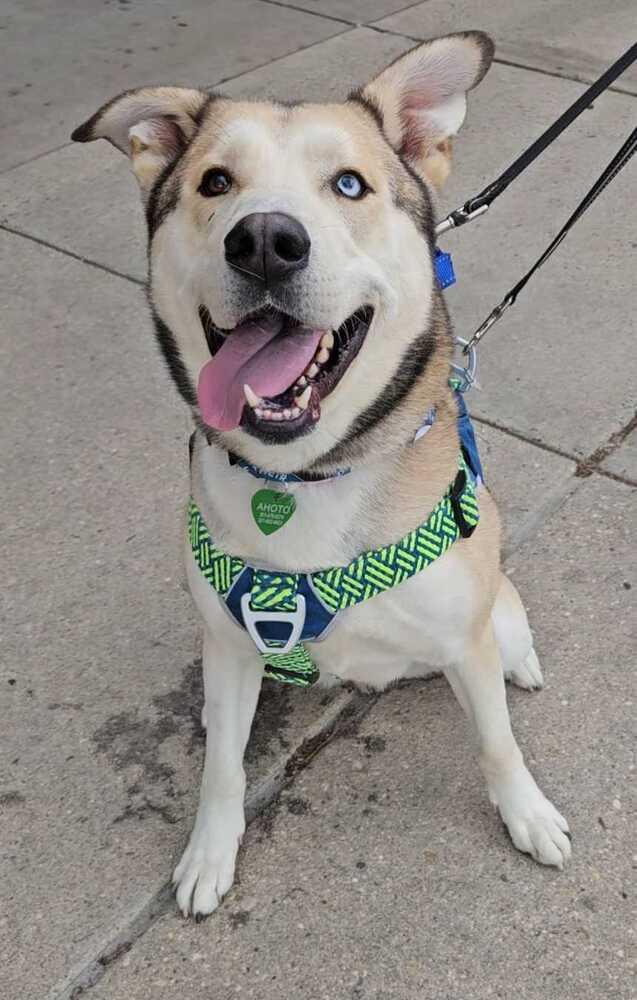 Onion Ring, a Adoptable mixed breed in Silver Spring, MD image 5/6