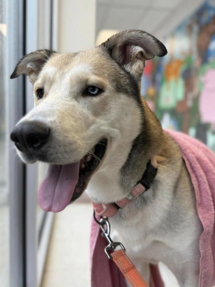 Enlarge Onion Ring, a Adoptable mixed breed in Silver Spring, MD image 5/6