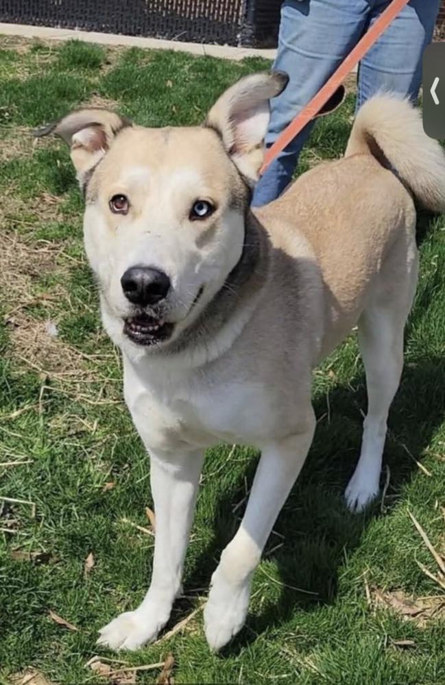 Enlarge Onion Ring, a Adoptable mixed breed in Silver Spring, MD image 6/6