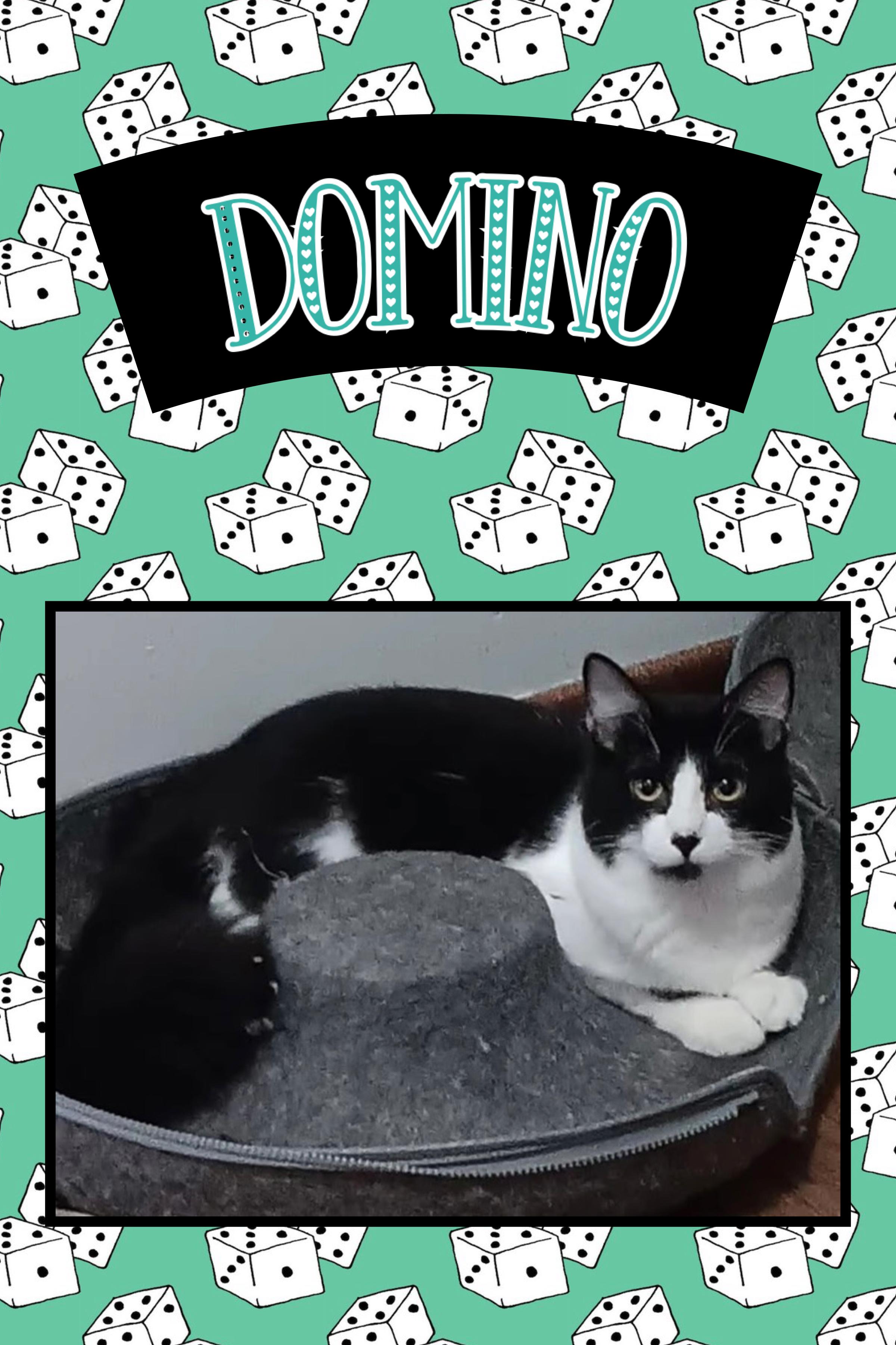 Domino