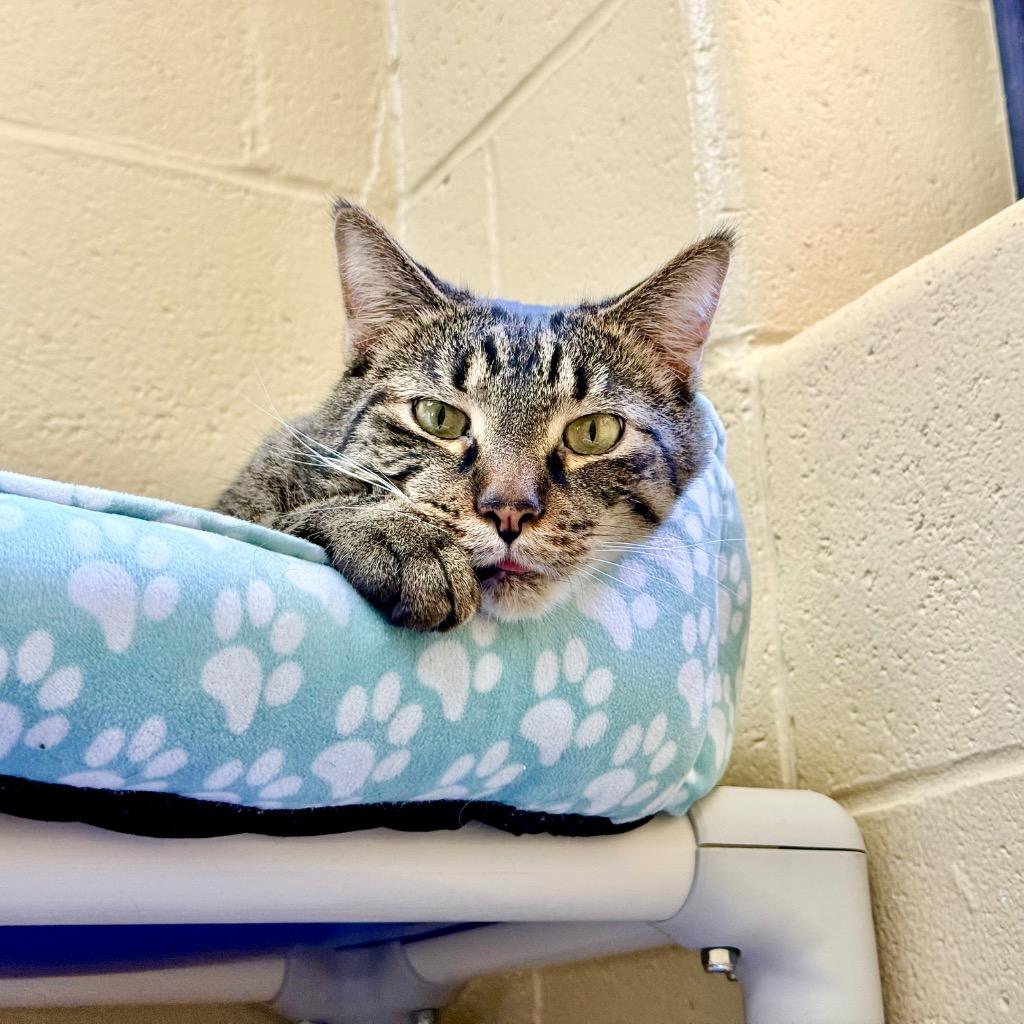 Mitochondria, a Adoptable mixed breed in Cincinnati, OH image 1/6