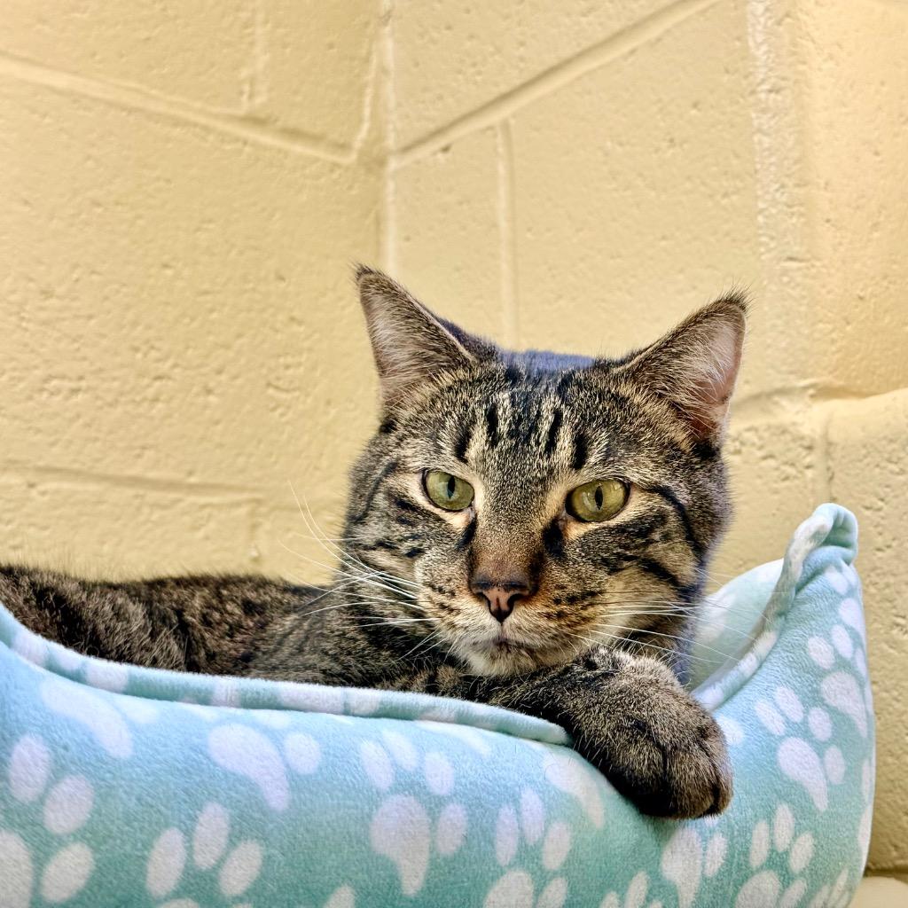 Mitochondria, a Adoptable mixed breed in Cincinnati, OH image 2/6