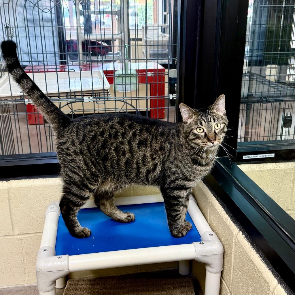 Mitochondria, a Adoptable mixed breed in Cincinnati, OH image 3/6