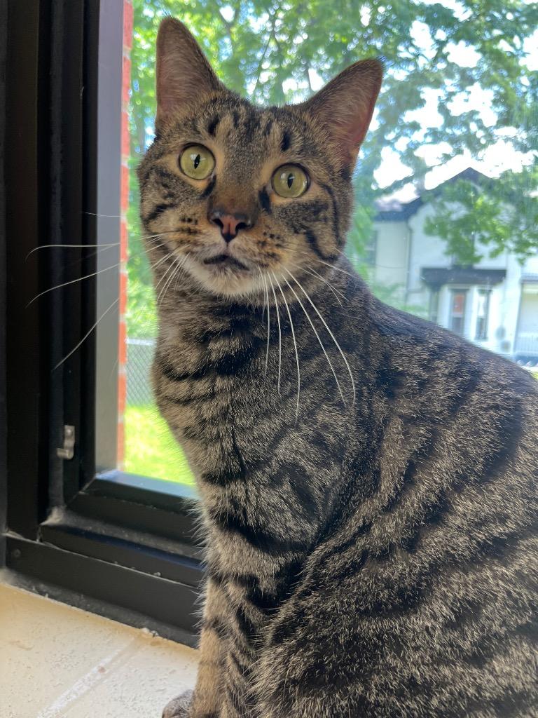 Mitochondria, a Adoptable mixed breed in Cincinnati, OH image 4/6