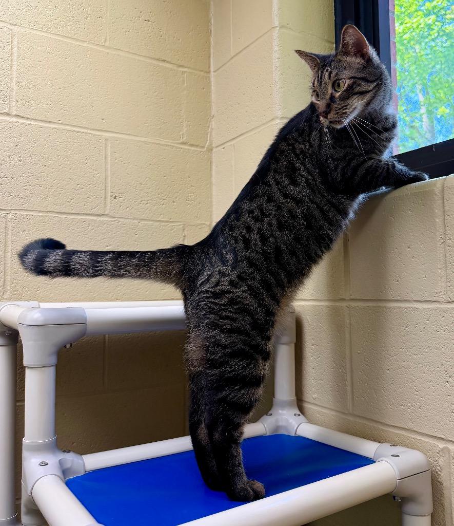 Mitochondria, a Adoptable mixed breed in Cincinnati, OH image 5/6