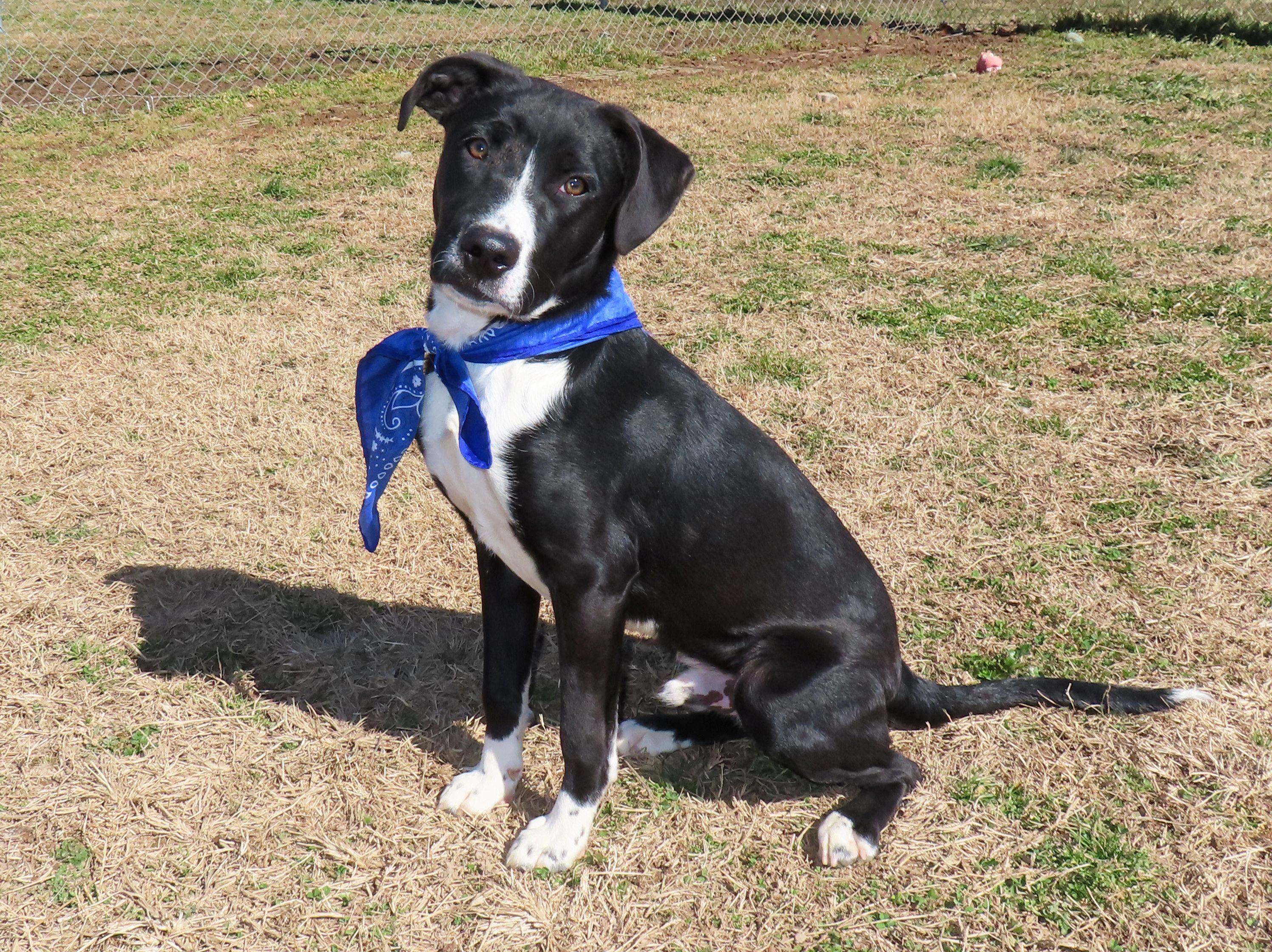 Enlarge Arnie  26C-4, an adopted mixed breed in Rogers, AR image 4/5