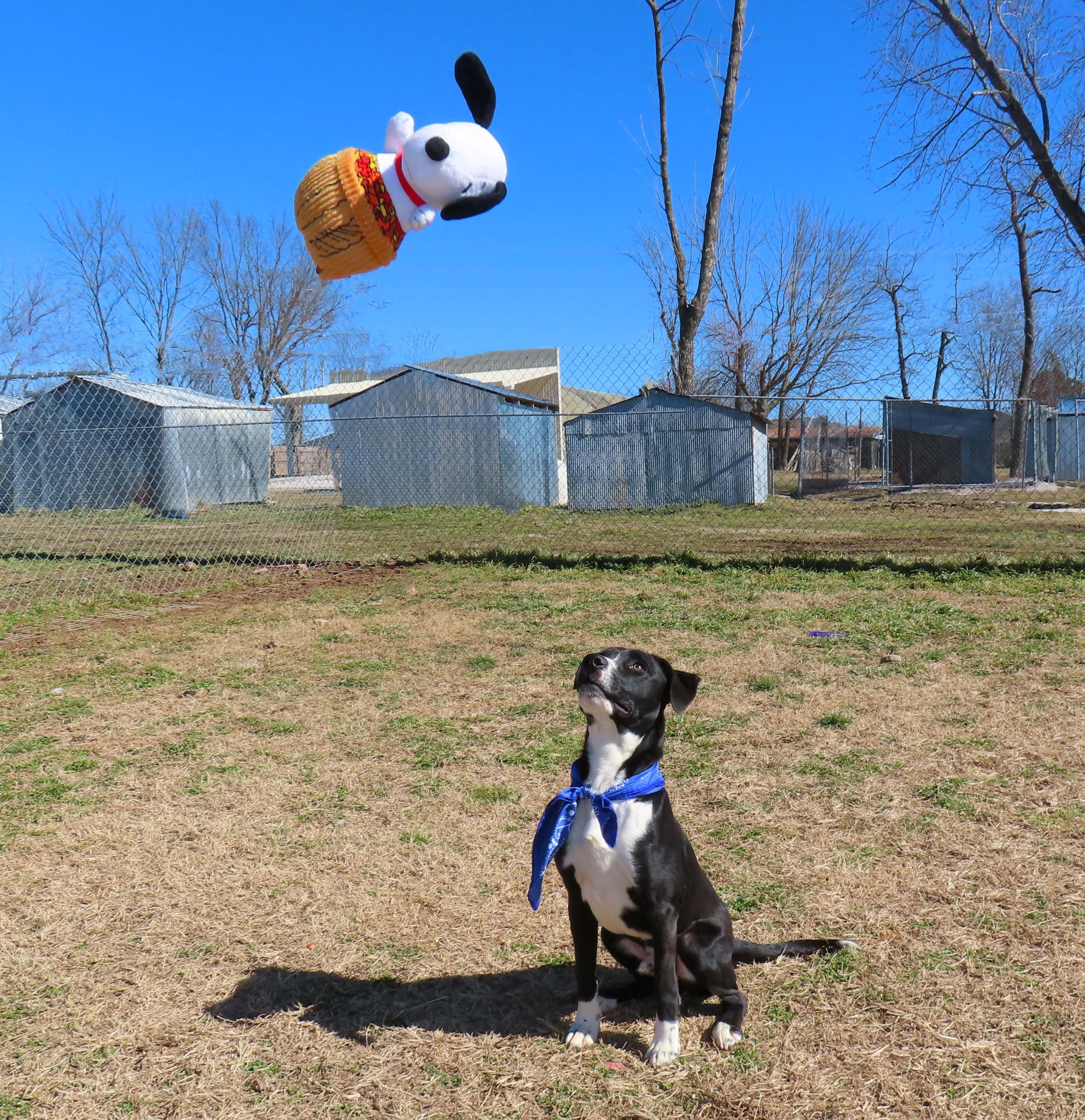 Enlarge Arnie  26C-4, an adopted mixed breed in Rogers, AR image 2/5
