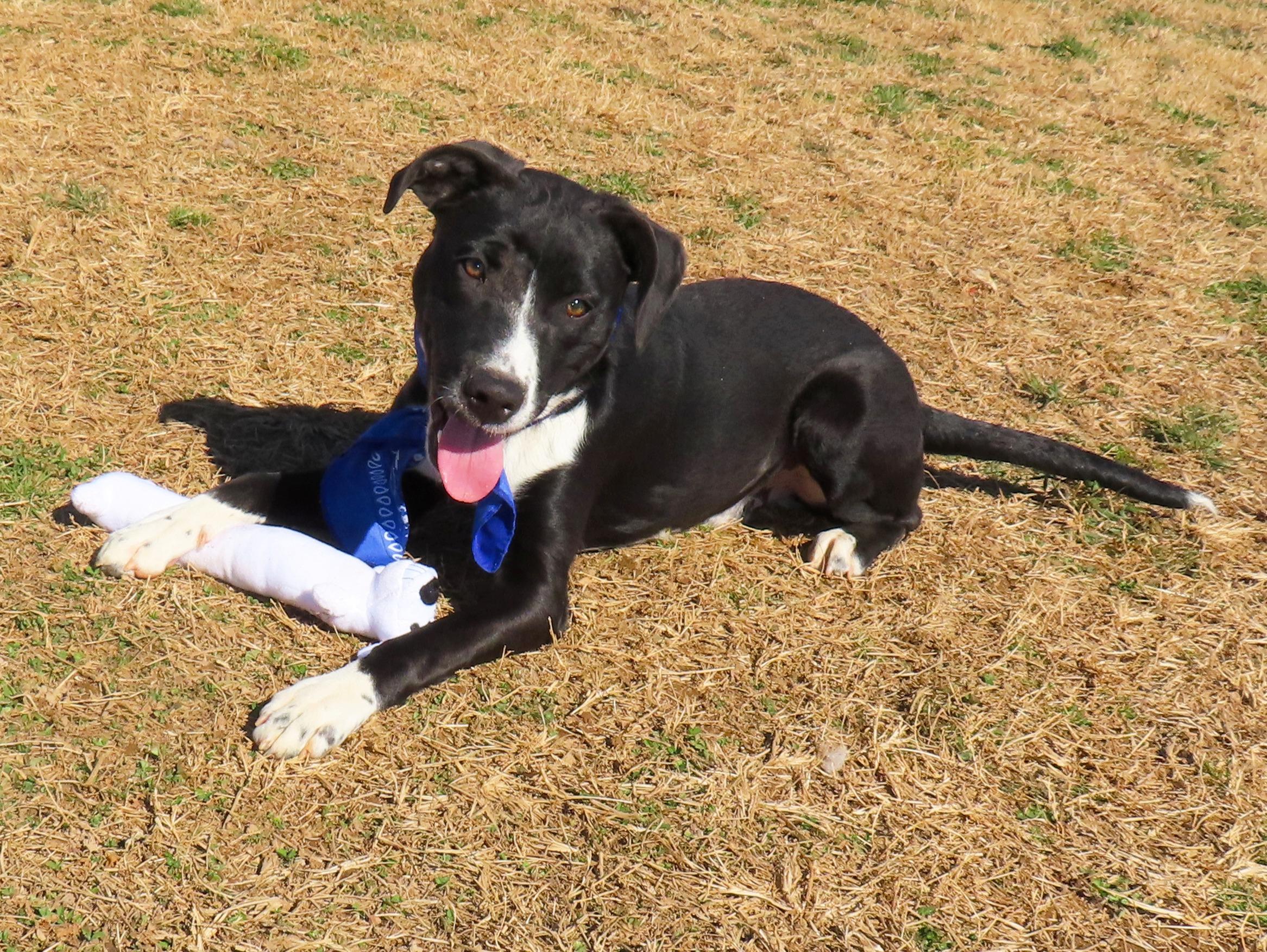 Enlarge Arnie  26C-4, an adopted mixed breed in Rogers, AR image 3/5